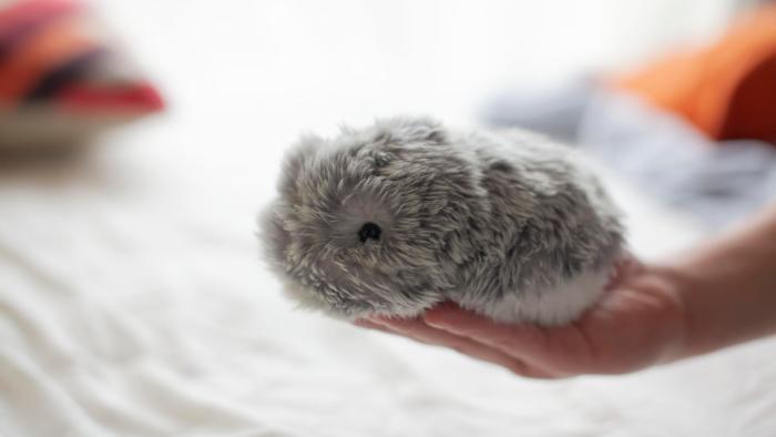 A gray plushie robot sits in a person's outstretched hand